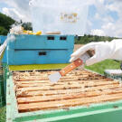 Fa nyelű rozsdamentes acél méhész keret kaparó 20 cm - Barna