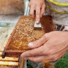 Fa nyelű rozsdamentes acél méhész keret kaparó 20 cm - Barna